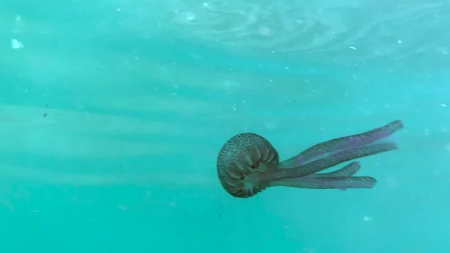 Aurelia jellyfish in water on the coast of the sea in Mallorca