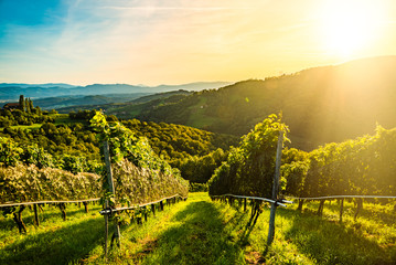 Grape rows on vineyard in Austrian town Kitzeck im Sausal Leibnitz