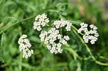 Wild white flower on the green field