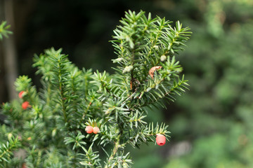 Blurred macro photo of decorative garden Taxus baccata or Yew