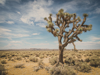Joshua tree in national park