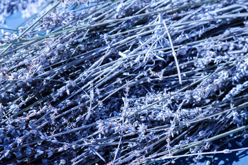 Primo piano dei fiori di lavanda, fiori e natura 