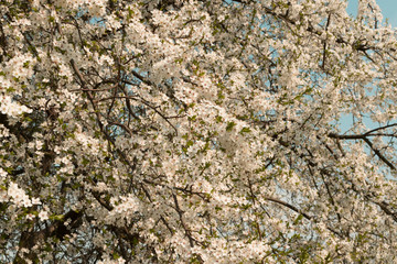Beautiful Blossom Cherry Tree Flowers and Buds
