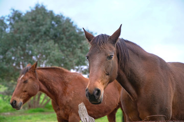 Fototapeta na wymiar Headshot portrait of two brown horses outdoor in the ranch