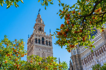Obraz premium Giralda, Seville