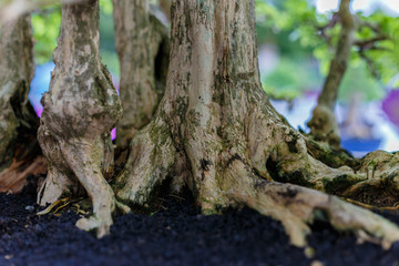 Close up of a knobby trunk of an old Snowrose Bonsai tree