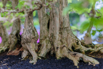 Close up of a knobby trunk of an old Snowrose Bonsai tree