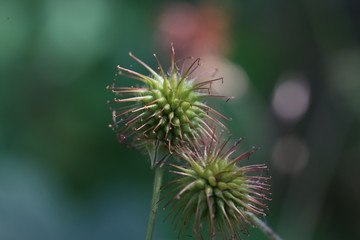 Seed heads of a wild flower