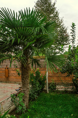 Fototapeta na wymiar Decorative small garden fenced with iron patterned lattice in the patio with palm trees,birch, rose bushes and fruit trees