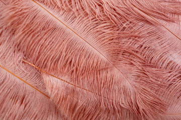 Coral Pink color trends feather texture background. Top view