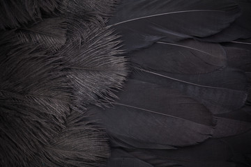 Black feathers abstract background. Top view, flat lay