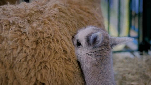 Portrait of cute little alpaca licking mother wool at agricultural animal exhibition, trade show - close up. Farming, grooming, care, family, agriculture industry, livestock, animal husbandry concept