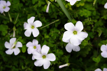 Flowers of Oxalis weed