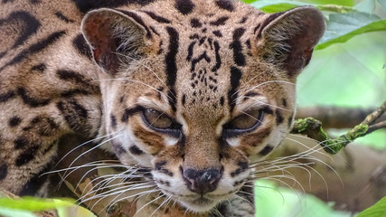 portrait wildcat
