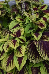 Coleus is a heat-resistant houseplant that grows colorful leaves in summer.