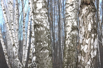 Obraz premium Young birches with black and white birch bark in spring in birch grove against the background of other birches