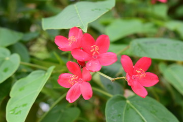 Miyako Jima Jap&atilde;o