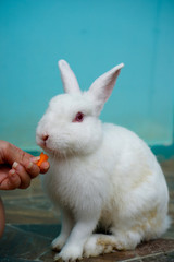 someone feeding the white and red eyes rabbit with a piece of carrot