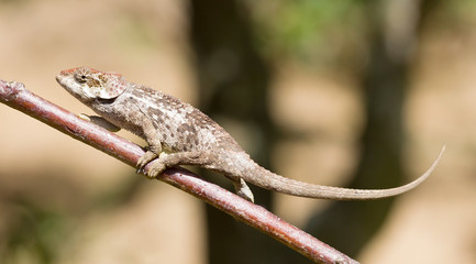 Naklejka na ściany i meble Beautiful camouflaged chameleon in Madagascar