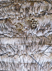 Photo of cactus closeup