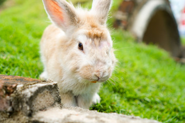 The light brown and white rabbit is standing on the green grass ground with a blurred background