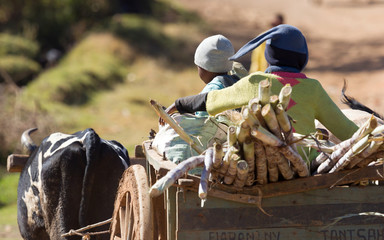 Children in a zebu cart, selective focus