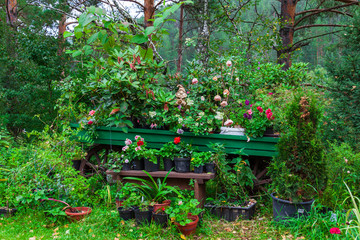 Outdoor garden with different flowers in pots on a wooden bench with plants and green leaves in a botanical forest. Farming and growing hobbies.