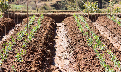 Agricultural fields in Madagascar