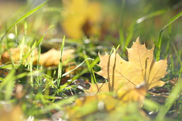 Maple leaves in autumn forest in sunny day 