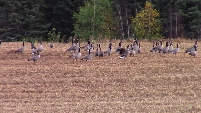 SloMo of a flock of Canada Geese in a harvest pea field with one stretching and flapping it's wings