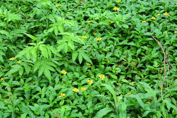 Miyako Jima Japão