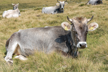 grey cow with bell europe mountain