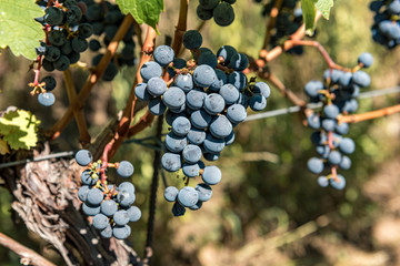 red grapes on the vine