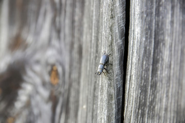 Wooden background. Rustic texture outdoors.