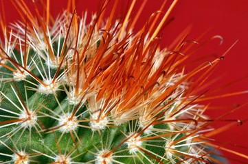 thorn cactus with red background , close-up, nature texture