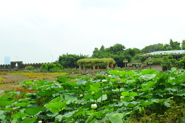 Fototapeta na wymiar Lotus pond in the park
