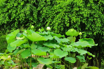 Lotus pond in the park