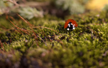 beautiful insect ladybug crawling on the grass in dew drops macro photography
