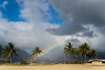 hawaii tropical beach