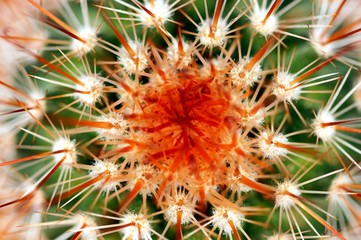 blurred abstract view of green cactus as texture background