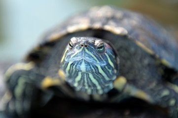 Obraz premium The red-eared turtle in the pond