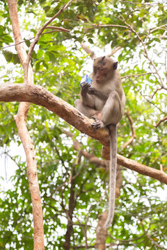 The monkey is holding a milk box on the tree and blur the logo on the milk box with tree background. Save animal in the world concept. Vertical image of the monkey on the trees.