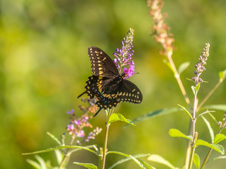 Black swallowtail butterfly in summer
