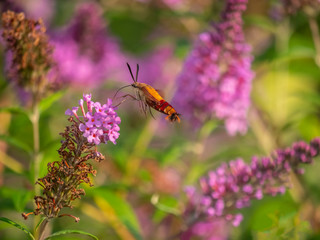 Humingbird moth in summer