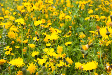 Obraz premium yellow flowers of sow thistle (Sonchus arvensis) on green meadow, selective focus