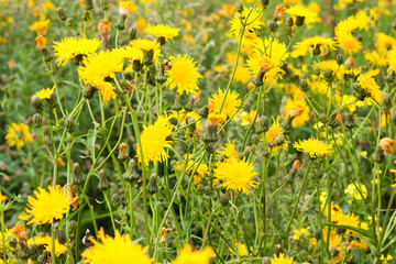 yellow flowers of sow thistle (Sonchus arvensis) on green meadow, selective focus