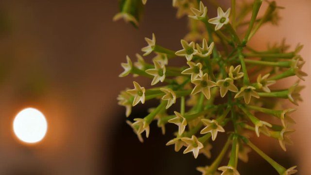 THE COURTYARDS FESTIVAL OF CORDOBA. Night blooming jessamine Cestrum nocturnum Flower. Patios de C&oacute;rdoba. Dama de noche, Gal&aacute;n de noche o Zorrillo