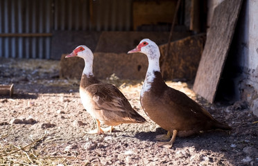 White domestic geese walking on green grass in the garden, natural outdoor animal background, rural scene