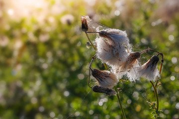 poranna rosa na łące © Janusz Lipiński