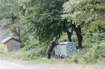 Brown bear looking for a food in a trash bin, human effects of nature pollution.